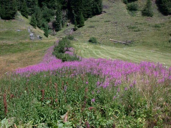The Dolomites